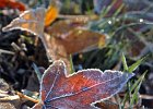 FrostyLeaves--1 copy  Frost covers the leaves and grass in Spartanburg, SC before the sun thawed them out early Tuesday morning, 12-06-05. Tempertatures dipped into the low 30&#39;s overnight. (AP Photo/Spartanburg Herald-Journal/Tim Kimzey)